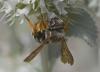 Rhodanthidium septemdentatum